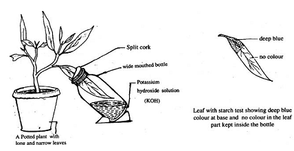 1175_Carbon dioxide is essential for photosynthesis.png